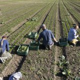 Grâce à la nouvelle stratégie climatique de la Confédération pour l'agriculture, le système alimentaire suisse doit être plus durable et la sécurité alimentaire renforcée (Photo d'archives).